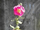 IMG_19700318_122406
