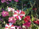 imag0026