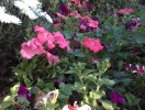 imag0027