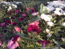 imag0028