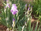 imag00201