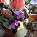 Huawei P10 Review - Una din cele mai bune camere foto pe un smartphone in ultimii 10 ani