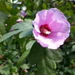 HTC U11 REVIEW - Telefonul "simte cand e mangaiat" HTC U11 REVIEW - Telefonul "simte cand e mangaiat"