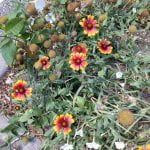 HTC U11 REVIEW - Telefonul "simte cand e mangaiat" HTC U11 REVIEW - Telefonul "simte cand e mangaiat"