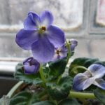 Recenzia telefonului HTC U11 Life [Review]