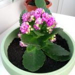 Allview X4 Soul Infinity Z Review - Fotografierea cu smartphoneul dusa la un alt nivel!