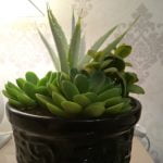 Allview X4 Soul Infinity Z Review - Fotografierea cu smartphoneul dusa la un alt nivel!