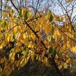 Sony Xperia XZ3 Review - Un smartphone superb si performant, dar nu perfect! Sony Xperia XZ3 Review - Un smartphone superb si performant, dar nu perfect!