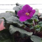 Samsung Galaxy A9 Review - Cameleonul cu care tinerii isi pot impresiona prietenii