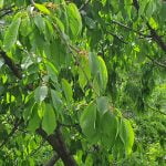 Galaxy S10e Review - Design premium compact, fara compromisuri hardware